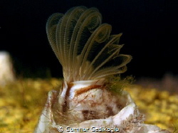 Balanus eburneus
Ivory barnacle by Cumhur Gedikoglu 